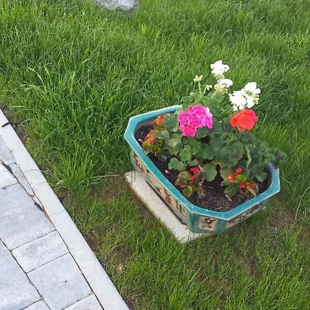 Moonflower * Pliskovica