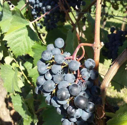 Moonflower Počitniška hiša Pliskovica