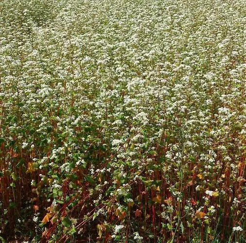 Moonflower * Pliskovica