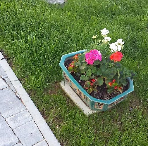 Moonflower * Pliskovica